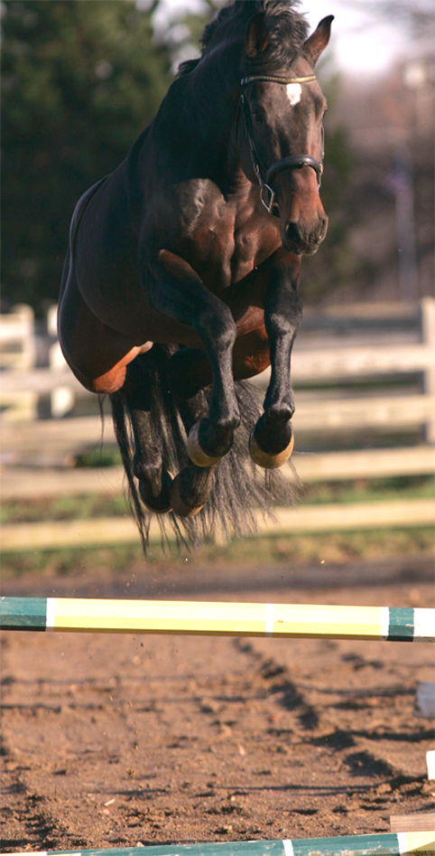 Landonn Jumping