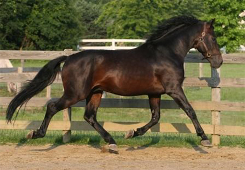 Landonn trotting